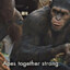 Ape Together Strong