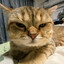薛定谔的·猫