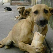 Cachorro Pidão