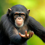 Monke