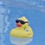 Quacks 2.0