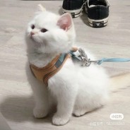 重生之我是肖增儿的爷