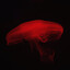 Biotopic