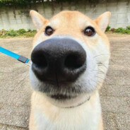 村里来的狗蛋子