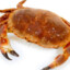 Crabe SOT5925