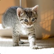 nickwenop12's Avatar