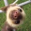 Sloths_fordays