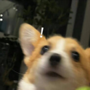 杉杉才是最终BOSS