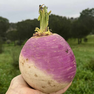 Filho Do Aperta-me o Nabo