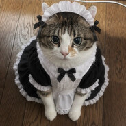 Meowsanity