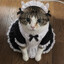 Meowsanity