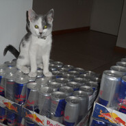 Вова