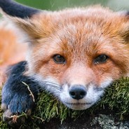 FoxEn - steam id 76561198811245235