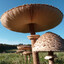 World's Biggest Mushroom