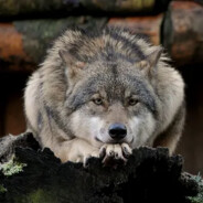 Одинокий волк