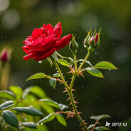 带刺的野玫