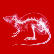 𖣂rat1n𖣂