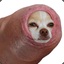 Dog in a foreskin