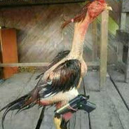 tu gallo, sin gallina