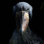shoebill stork