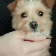 我重伤倒地！runrunrun！