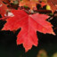 Maple
