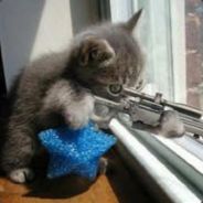 Wynut - steam id 76561197960376861