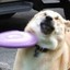 Frisbee Dog