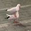 Seagull