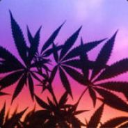 rastaflying high