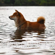 我是你爸，千变万化