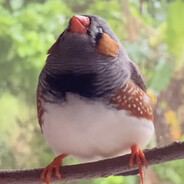 Tweeter
