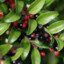 HuckleBerry