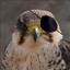 HalfBlindFalcon