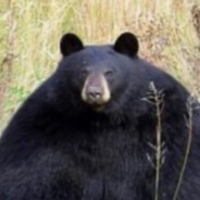 dabear - steam id 76561198203448991