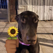 宝宝巴士50+- 别来炸鱼