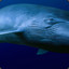 Blue Whale