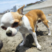Chihua Dog - steam id 76561197961693926