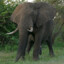 BULL ELEPHANT