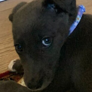 blupblup