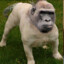 DOGUKANSARICELIK