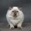 The Ragdoll