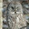 Strix