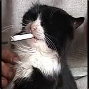 Котик-Мурчик