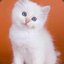White Kitten из Бразерс