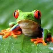 TopFrog