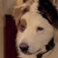GAMER DOG