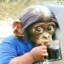 THIRSTY MONKEY