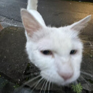 带壳蜗牛真人版