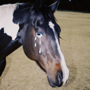 你是什么上等马？